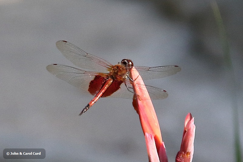 J17_2854 Tramea virginia male.JPG